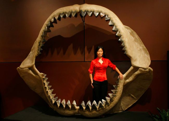 Prehistoric mega-shark raised young in nurseries, study finds