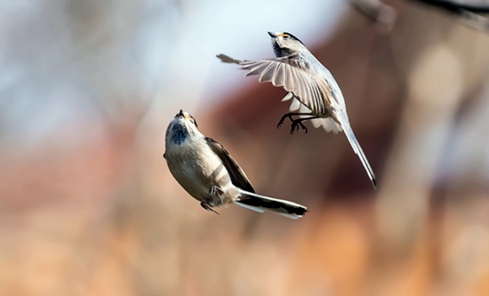 石头记——读沂蒙老杆(翟小锋)的摄影集《大地母亲的恩赐》