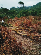 谁是毁坏观音山国家森林公园的“败家子”?